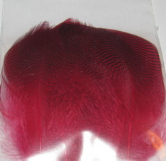 teal flank Terskibereg red 6 ���